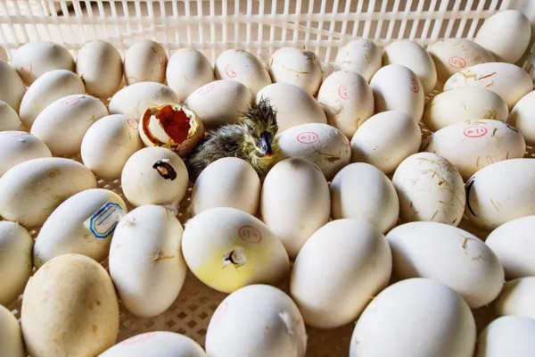 小鹅啄壳要喷水吗,应当继续喷水