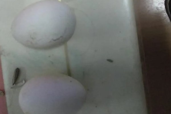 小鹅啄壳要喷水吗,应当继续喷水