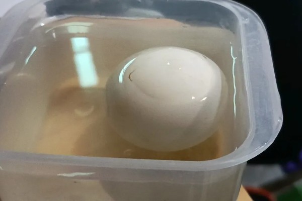 小鹅啄壳要喷水吗,应当继续喷水