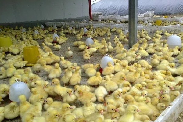 小鹅啄壳要喷水吗,应当继续喷水