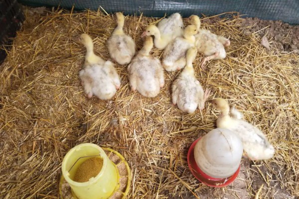 小鹅啄壳要喷水吗,应当继续喷水