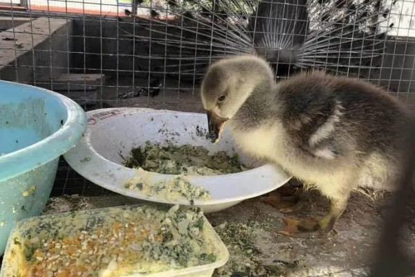 小鹅啄壳要喷水吗,应当继续喷水