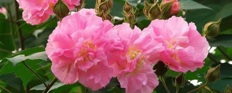 芙蓉花怎样做成干花，置于阴凉通风的环境中倒挂晾干