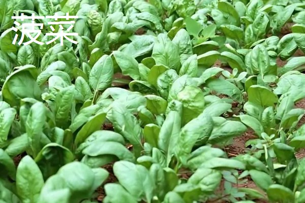 寒露可以种哪些作物，白菜、菠菜等品种适合在此时栽培