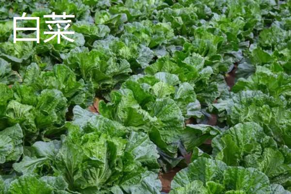 寒露可以种哪些作物，白菜、菠菜等品种适合在此时栽培