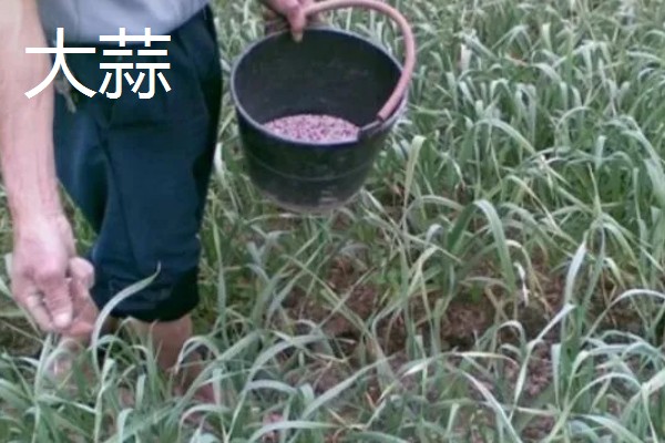 寒露可以种哪些作物，白菜、菠菜等品种适合在此时栽培