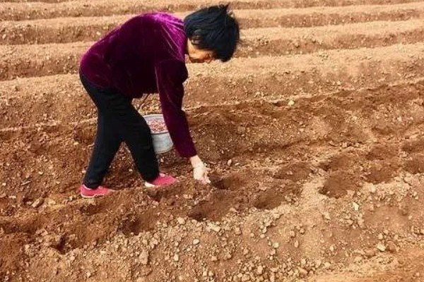 寒露可以种哪些作物，白菜、菠菜等品种适合在此时栽培