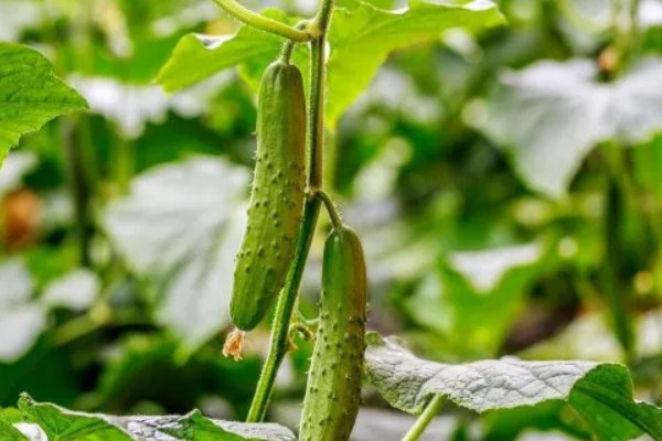 寒露可以种哪些作物，白菜、菠菜等品种适合在此时栽培