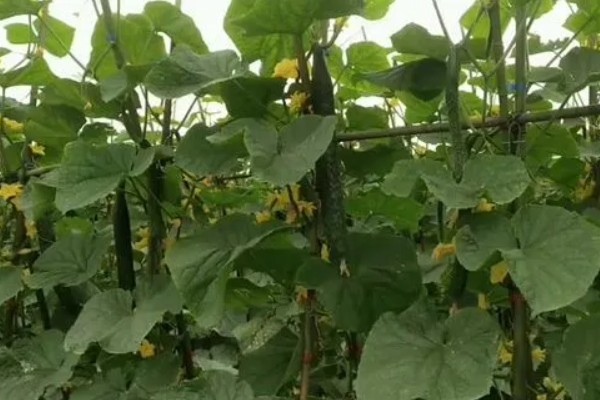 寒露可以种哪些作物，白菜、菠菜等品种适合在此时栽培