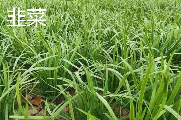 寒露可以种哪些作物，白菜、菠菜等品种适合在此时栽培