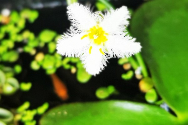 一叶莲开花时间短吗，花期长达6个月左右