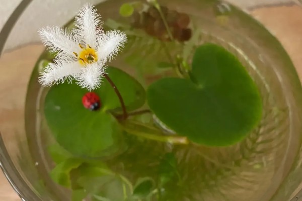 一叶莲开花时间短吗，花期长达6个月左右