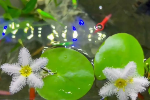 一叶莲开花时间短吗，花期长达6个月左右