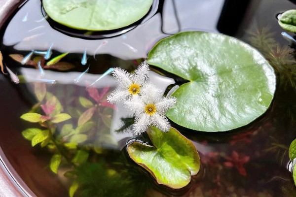 一叶莲开花时间短吗，花期长达6个月左右