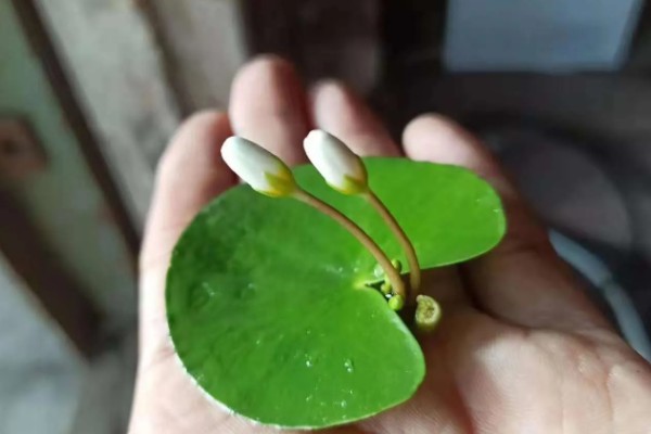 一叶莲开花时间短吗，花期长达6个月左右