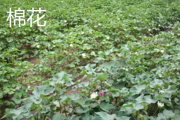 寒露可以种哪些作物，白菜、菠菜等品种适合在此时栽培