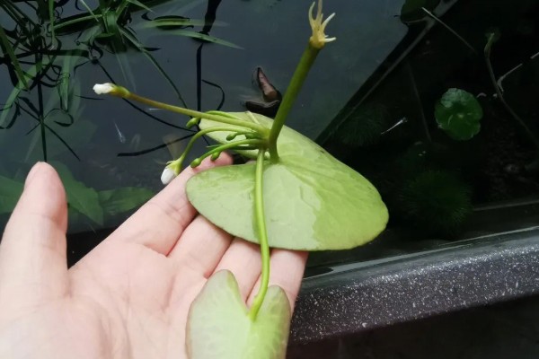 一叶莲开花时间短吗，花期长达6个月左右