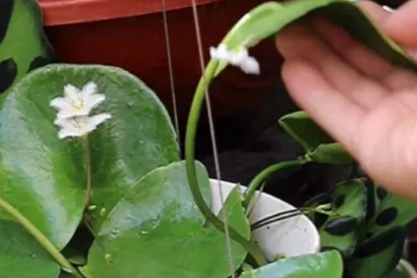 一叶莲开花时间短吗，花期长达6个月左右