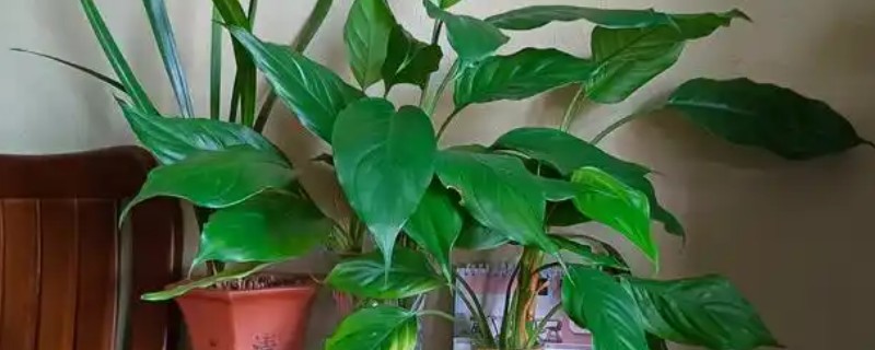 广东万年青如何水培，选取生长比较旺盛的枝条水培