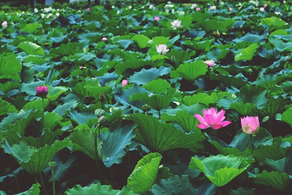 夏天开的花都有什么，常见的有荷花、康乃馨等