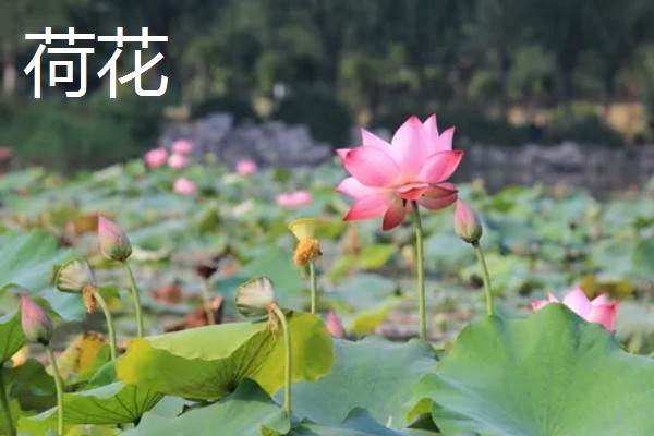 夏天开的花都有什么，常见的有荷花、康乃馨等