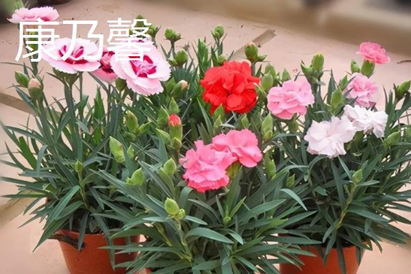 夏天开的花都有什么，常见的有荷花、康乃馨等