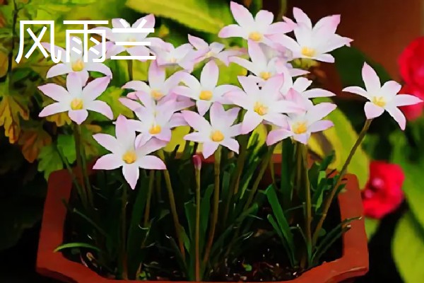 夏天开的花都有什么，常见的有荷花、康乃馨等