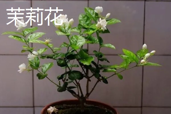 夏天开的花都有什么，常见的有荷花、康乃馨等