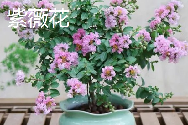 夏天开的花都有什么，常见的有荷花、康乃馨等