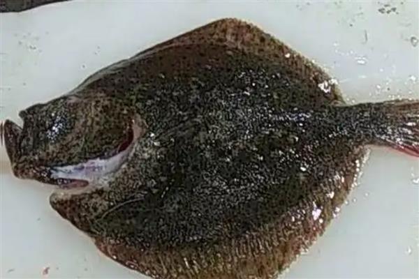 鲆鱼简介，原产于大西洋东侧欧洲沿岸