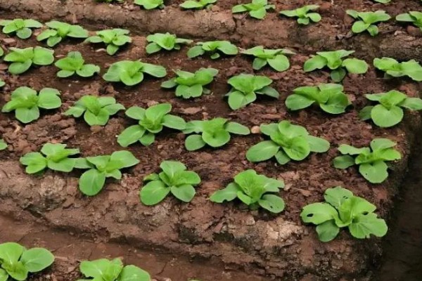 大白菜从种到收要多少天，一般需要2-3个月