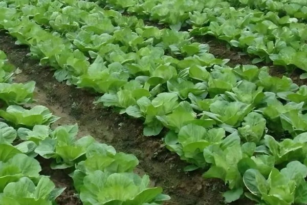大白菜从种到收要多少天，一般需要2-3个月