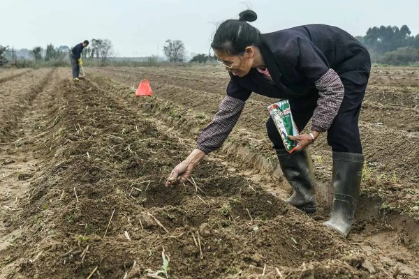 大白菜从种到收要多少天，一般需要2-3个月