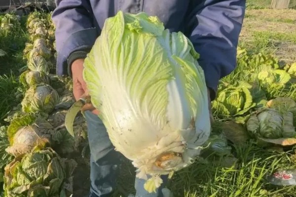 大白菜从种到收要多少天，一般需要2-3个月