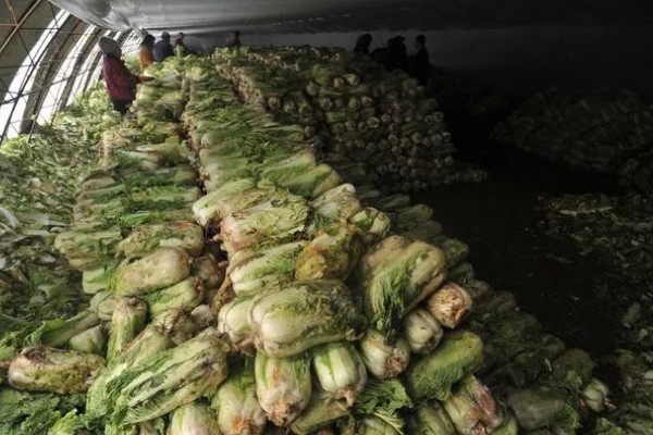 大白菜从种到收要多少天，一般需要2-3个月