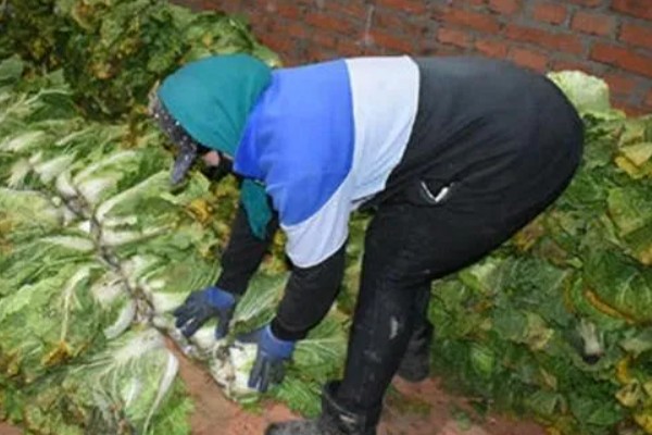 大白菜从种到收要多少天，一般需要2-3个月