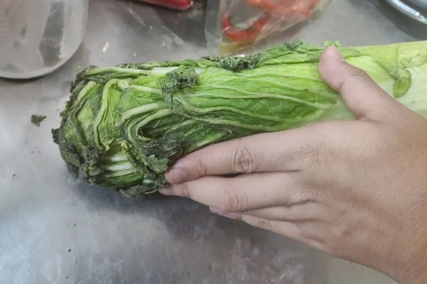 大白菜从种到收要多少天，一般需要2-3个月
