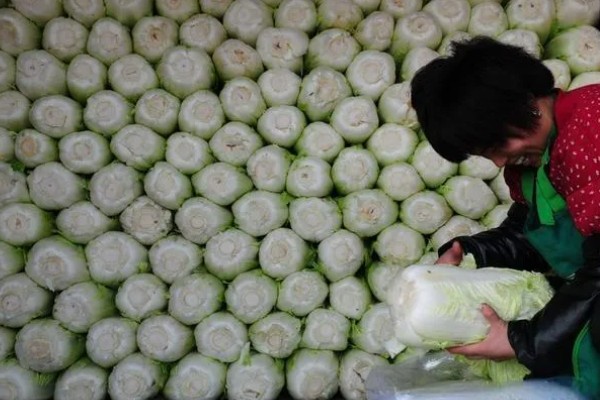 大白菜从种到收要多少天，一般需要2-3个月