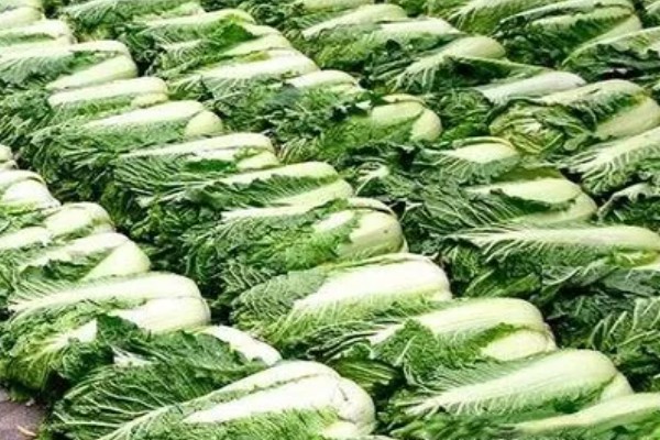 大白菜从种到收要多少天，一般需要2-3个月