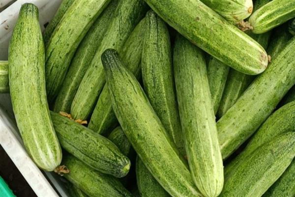 4月份可以种什么蔬菜，推荐洋葱、黄瓜等