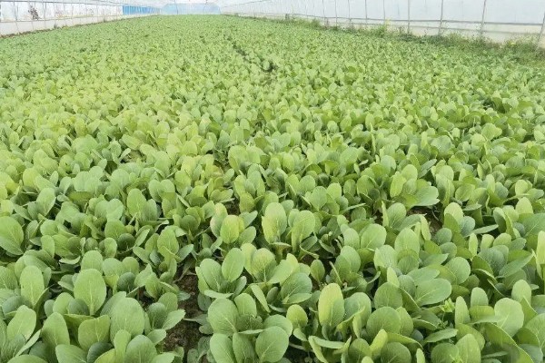 青梗菜的种植方法，一年四季都可种植