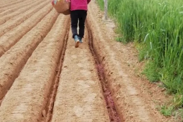 青梗菜的种植方法，一年四季都可种植