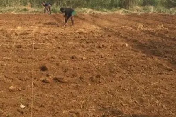 青梗菜的种植方法，一年四季都可种植