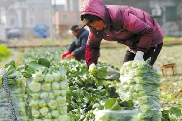 青梗菜的种植方法，一年四季都可种植