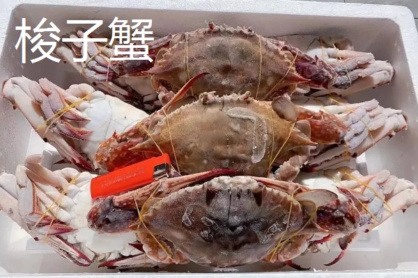 梭子蟹和大闸蟹的区别，科属和味道均不同