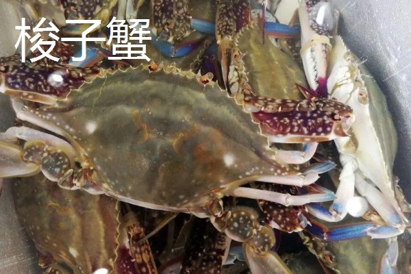 梭子蟹和大闸蟹的区别，科属和味道均不同