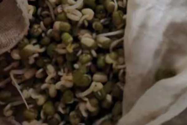 家庭种植绿豆芽的方法，选择当年生或隔年生的成熟绿豆