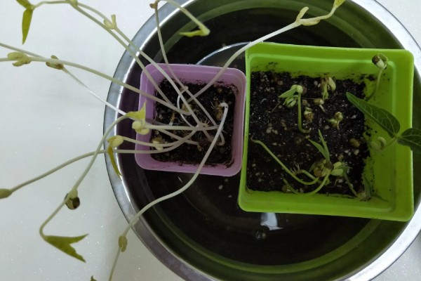 家庭种植绿豆芽的方法，选择当年生或隔年生的成熟绿豆