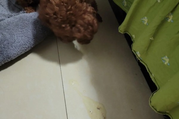 狗吐黄水的原因，可能是长期饮食不规律所致