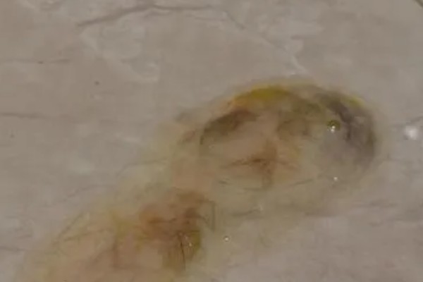 狗吐黄水的原因，可能是长期饮食不规律所致